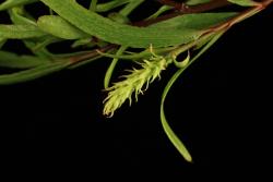 Salix humboltiana. Female catkin coetaneous with leaves.
 Image: D. Glenny © Landcare Research 2020 CC BY 4.0